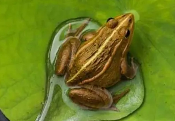 青蛙食性