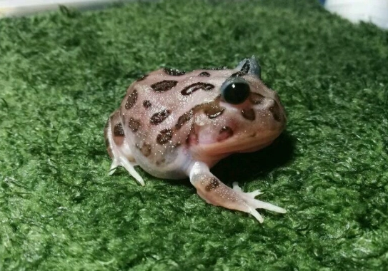 角蛙眼睛半開原因
